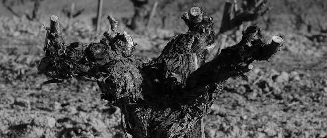 Bodegas Felix Callejo; larga tradición en el mundo del vino