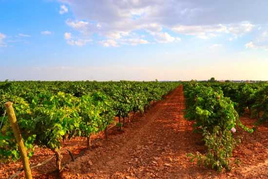 Bodegas Finca Venta Don Quijote:  En el triángulo de oro de la viticultura