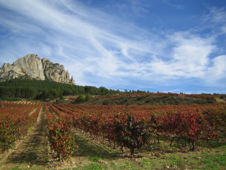 Bodegas Castillo de Sajazarra  lanza al mercado su primer vino ecológico.