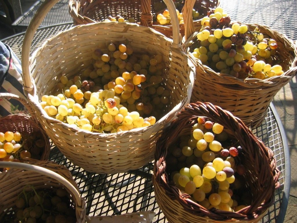 uvas-vinopremier